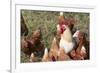 USA, Tennessee. Pastured rooster and hens-Trish Drury-Framed Photographic Print