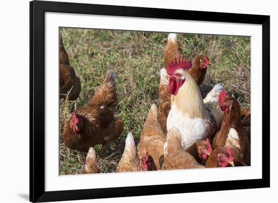 USA, Tennessee. Pastured rooster and hens-Trish Drury-Framed Photographic Print