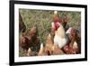 USA, Tennessee. Pastured rooster and hens-Trish Drury-Framed Photographic Print