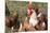 USA, Tennessee. Pastured rooster and hens-Trish Drury-Mounted Photographic Print