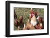 USA, Tennessee. Pastured rooster and hens-Trish Drury-Framed Photographic Print