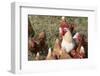 USA, Tennessee. Pastured rooster and hens-Trish Drury-Framed Photographic Print