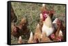 USA, Tennessee. Pastured rooster and hens-Trish Drury-Framed Stretched Canvas
