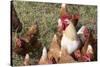 USA, Tennessee. Pastured rooster and hens-Trish Drury-Stretched Canvas