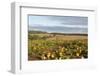 USA, Tennessee. Pumpkin patch and agricultural fields wiyh hay bales in morning light-Trish Drury-Framed Photographic Print