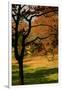 USA, Tennessee. Silhouette of barren tree against a fall meadow.-Anna Miller-Framed Photographic Print