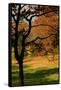 USA, Tennessee. Silhouette of barren tree against a fall meadow.-Anna Miller-Framed Stretched Canvas