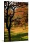 USA, Tennessee. Silhouette of barren tree against a fall meadow.-Anna Miller-Stretched Canvas