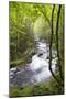 USA, Tennessee, Smoky Mountain NP. Middle Prong trail of Little River.-Trish Drury-Mounted Photographic Print