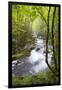 USA, Tennessee, Smoky Mountain NP. Middle Prong trail of Little River.-Trish Drury-Framed Photographic Print