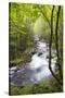 USA, Tennessee, Smoky Mountain NP. Middle Prong trail of Little River.-Trish Drury-Stretched Canvas