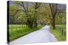 USA, Tennessee, Sparks Lane in Cades Cove in the spring.-Joanne Wells-Stretched Canvas