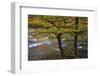 USA, Tennessee. Trees along the Little River in the Smoky Mountains.-Joanne Wells-Framed Photographic Print