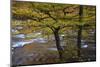 USA, Tennessee. Trees along the Little River in the Smoky Mountains.-Joanne Wells-Mounted Photographic Print