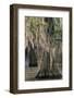 USA, Texas, Caddo Lake. Spanish moss on cypress trees.-Jaynes Gallery-Framed Photographic Print