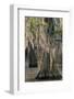 USA, Texas, Caddo Lake. Spanish moss on cypress trees.-Jaynes Gallery-Framed Photographic Print