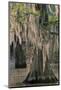 USA, Texas, Caddo Lake. Spanish moss on cypress trees.-Jaynes Gallery-Mounted Photographic Print