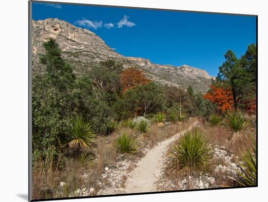 Usa. Texas, Guadalupe Mountain, Mckittrick Canyon Hiking Trail-Bernard Friel-Mounted Premium Photographic Print
