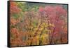 USA, Texas, Guadalupe Mountains NP. Scenic of McKittrick Canyon-Don Paulson-Framed Stretched Canvas