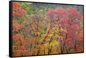 USA, Texas, Guadalupe Mountains NP. Scenic of McKittrick Canyon-Don Paulson-Framed Stretched Canvas