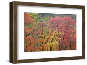 USA, Texas, Guadalupe Mountains NP. Scenic of McKittrick Canyon-Don Paulson-Framed Photographic Print