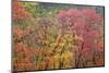 USA, Texas, Guadalupe Mountains NP. Scenic of McKittrick Canyon-Don Paulson-Mounted Photographic Print