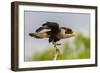 USA, Texas, Hidalgo County. Adult crested caracara on tree stump.-Cathy and Gordon Illg-Framed Photographic Print