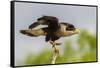 USA, Texas, Hidalgo County. Adult crested caracara on tree stump.-Cathy and Gordon Illg-Framed Stretched Canvas