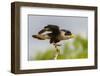 USA, Texas, Hidalgo County. Adult crested caracara on tree stump.-Cathy and Gordon Illg-Framed Photographic Print