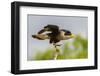 USA, Texas, Hidalgo County. Adult crested caracara on tree stump.-Cathy and Gordon Illg-Framed Photographic Print