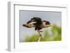 USA, Texas, Hidalgo County. Adult crested caracara on tree stump.-Cathy and Gordon Illg-Framed Photographic Print