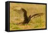 USA, Texas, Hidalgo County. Close-up of turkey vulture on ground.-Cathy and Gordon Illg-Framed Stretched Canvas