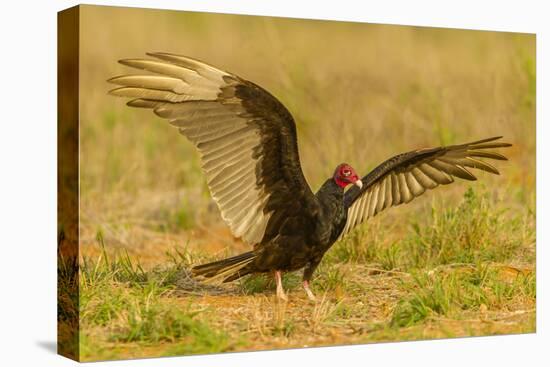 USA, Texas, Hidalgo County. Close-up of turkey vulture on ground.-Cathy and Gordon Illg-Stretched Canvas