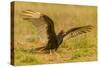 USA, Texas, Hidalgo County. Close-up of turkey vulture on ground.-Cathy and Gordon Illg-Stretched Canvas