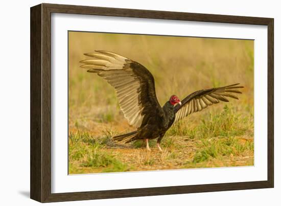 USA, Texas, Hidalgo County. Close-up of turkey vulture on ground.-Cathy and Gordon Illg-Framed Photographic Print