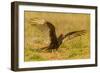 USA, Texas, Hidalgo County. Close-up of turkey vulture on ground.-Cathy and Gordon Illg-Framed Photographic Print