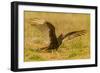 USA, Texas, Hidalgo County. Close-up of turkey vulture on ground.-Cathy and Gordon Illg-Framed Photographic Print