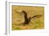USA, Texas, Hidalgo County. Close-up of turkey vulture on ground.-Cathy and Gordon Illg-Framed Photographic Print