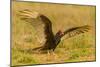 USA, Texas, Hidalgo County. Close-up of turkey vulture on ground.-Cathy and Gordon Illg-Mounted Photographic Print