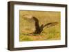 USA, Texas, Hidalgo County. Close-up of turkey vulture on ground.-Cathy and Gordon Illg-Framed Photographic Print