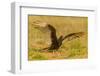 USA, Texas, Hidalgo County. Close-up of turkey vulture on ground.-Cathy and Gordon Illg-Framed Photographic Print