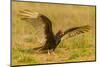 USA, Texas, Hidalgo County. Close-up of turkey vulture on ground.-Cathy and Gordon Illg-Mounted Photographic Print