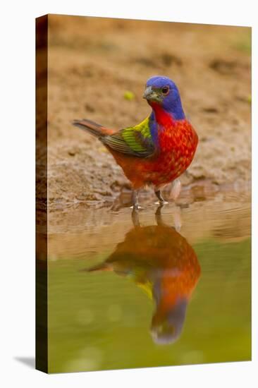 USA, Texas, Hidalgo County. Male painted bunting reflected in water.-Cathy and Gordon Illg-Stretched Canvas