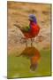 USA, Texas, Hidalgo County. Male painted bunting reflected in water.-Cathy and Gordon Illg-Mounted Photographic Print