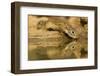 USA, Texas, Hidalgo County. Mexican ground squirrel drinking.-Cathy and Gordon Illg-Framed Photographic Print