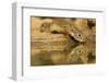 USA, Texas, Hidalgo County. Mexican ground squirrel drinking.-Cathy and Gordon Illg-Framed Photographic Print