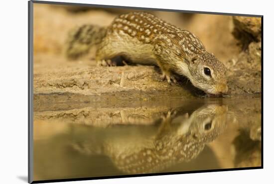 USA, Texas, Hidalgo County. Mexican ground squirrel drinking.-Cathy and Gordon Illg-Mounted Photographic Print