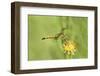 USA, Texas, Jefferson County. Female seaside dragonlet on wildflower.-Jaynes Gallery-Framed Photographic Print