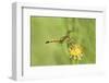 USA, Texas, Jefferson County. Female seaside dragonlet on wildflower.-Jaynes Gallery-Framed Photographic Print