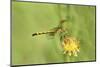 USA, Texas, Jefferson County. Female seaside dragonlet on wildflower.-Jaynes Gallery-Mounted Photographic Print
